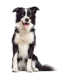 Border collie