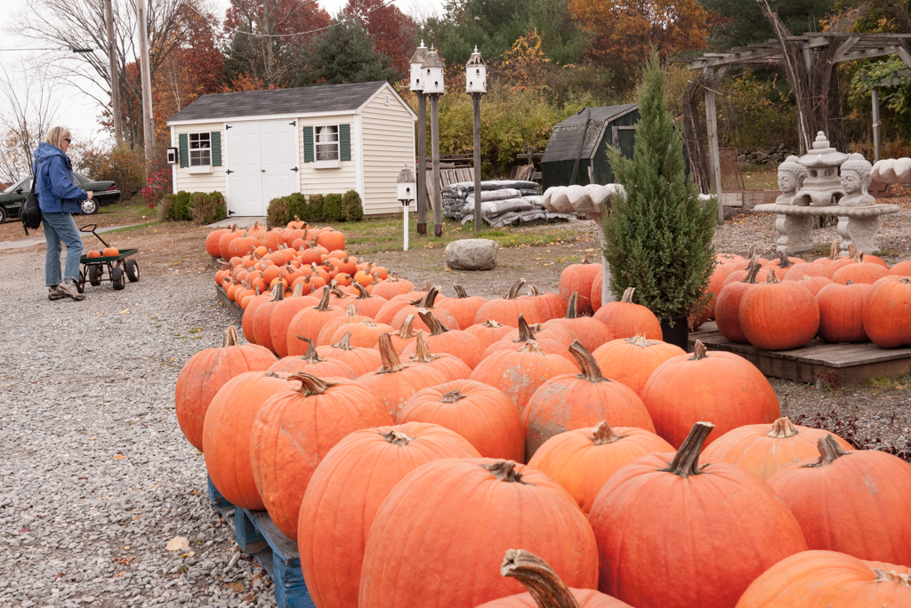 ../_images/concord-pumpkin-patch.jpg