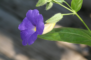 Purple Flower