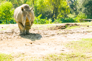 Audubon Zoo