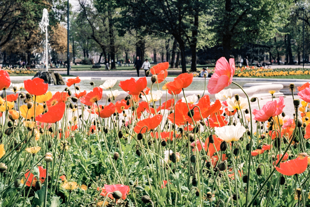 ../_images/milan-poppies.jpg