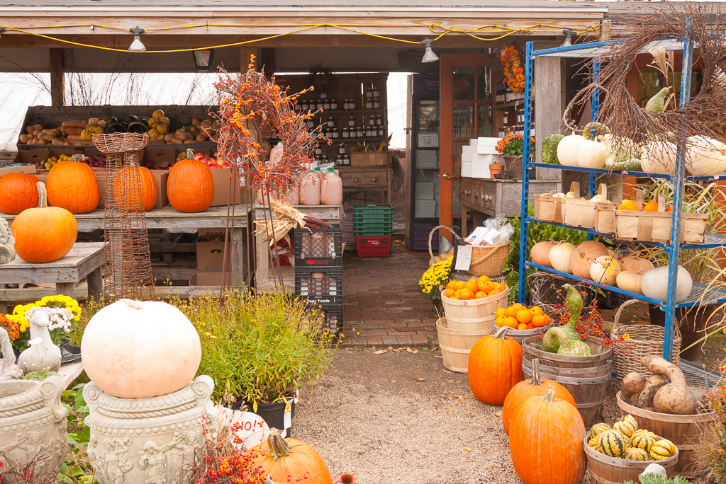 russelljtdyer-concord-pumpkins-20101030-2.jpg
