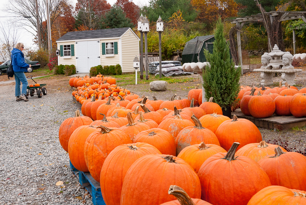 russelljtdyer-concord-pumpkins-20101030-3.jpg