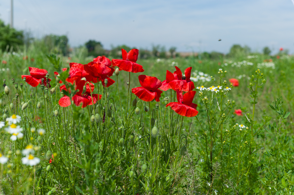 russelljtdyer-poppies-20140408-rangefinders-1.jpg