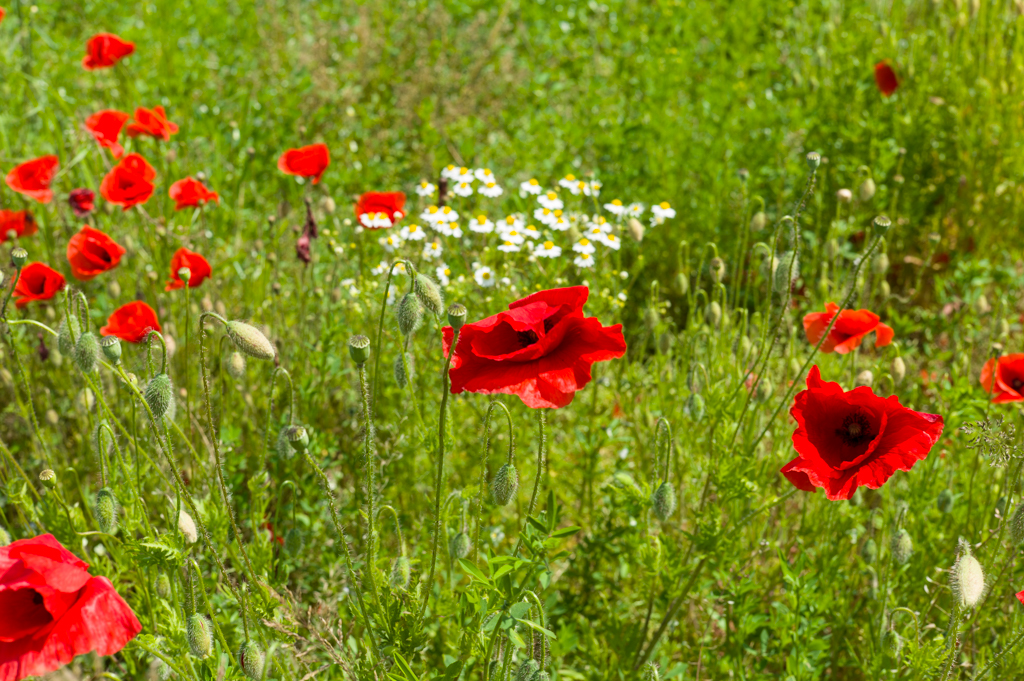russelljtdyer-poppies-20140408-rangefinders-2.jpg